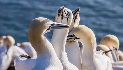 创造历史！高亭宇摘得中国冬奥首枚男子速滑金牌